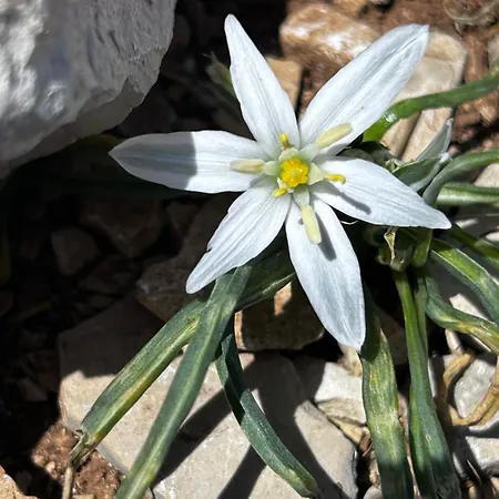 Milna Dante * Milna (Brac)