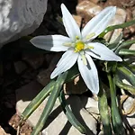 Dante * Milna (Brac)